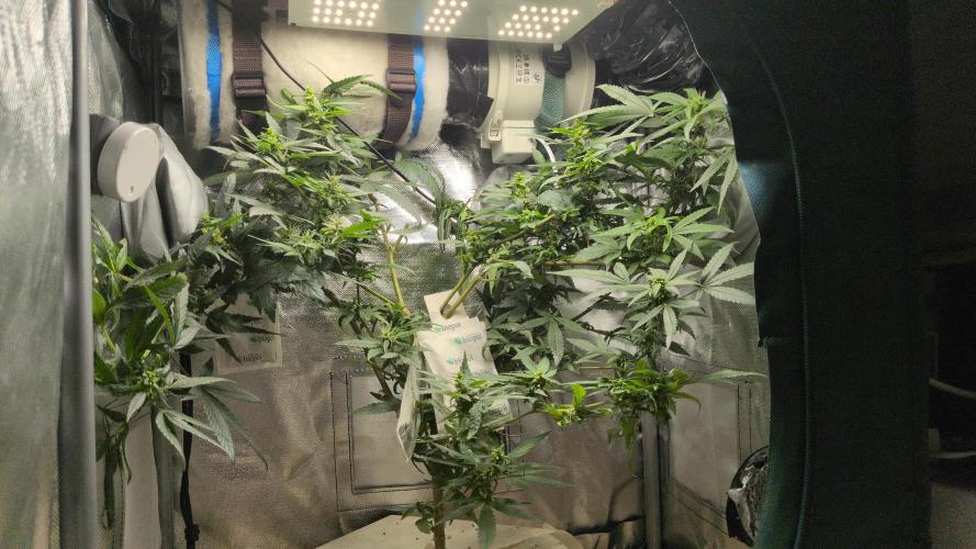 Jelly Weed and Fem Seeds - Making of. Week 8 - 26.5 | F39
