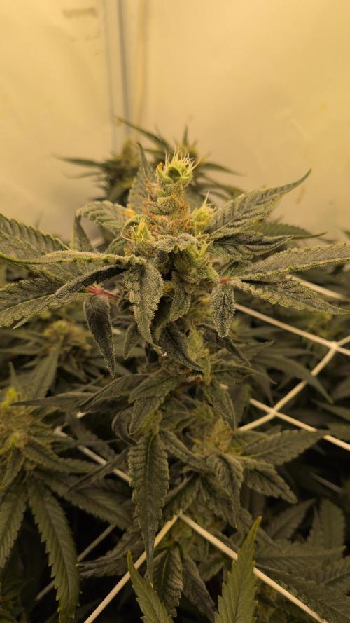 Jelly Weed and Fem Seeds - Making of. Week 9 - 2.6 F46