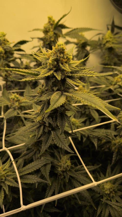 Jelly Weed and Fem Seeds - Making of. Week 9 - 2.6 F46
