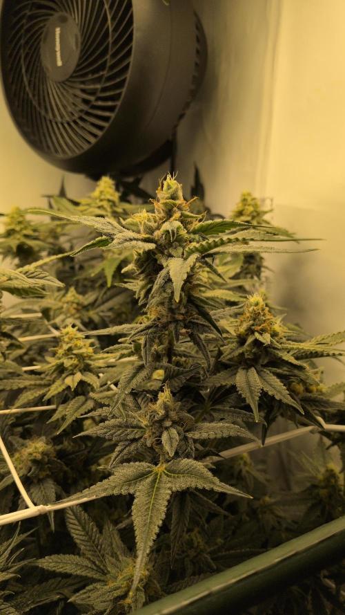 Jelly Weed and Fem Seeds - Making of. Week 9 - 2.6 F46