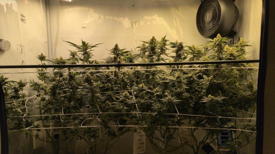 Jelly Weed and Fem Seeds - Making of. Week 9 - 2.6 F46