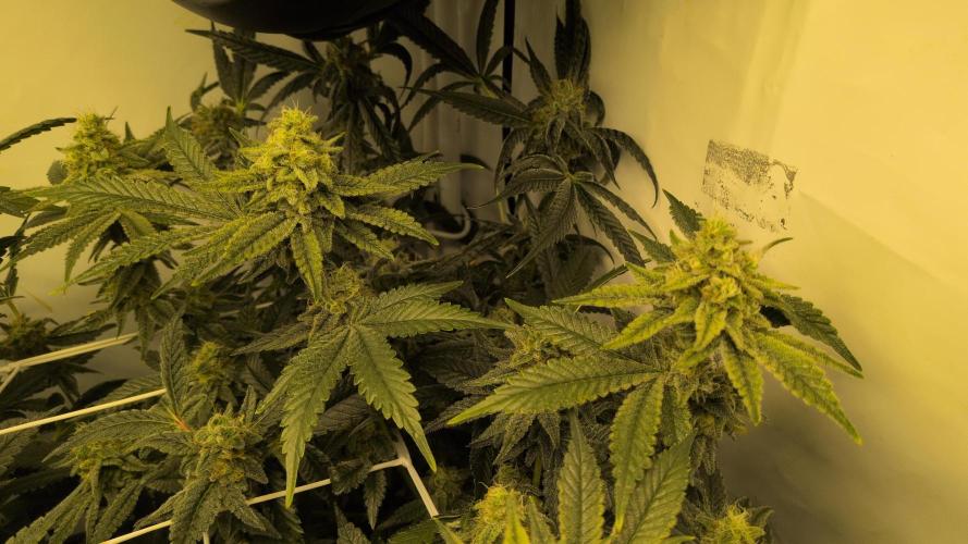 Jelly Weed and Fem Seeds - Making of. Week 9 - 2.6 F46