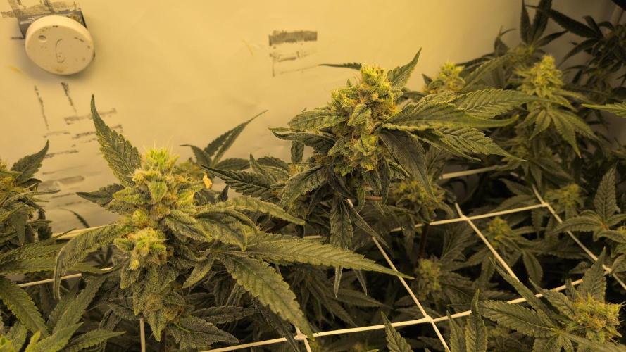Jelly Weed and Fem Seeds - Making of. Week 9 - 2.6 F46