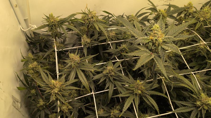 Jelly Weed and Fem Seeds - Making of. Week 9 - 2.6 F46