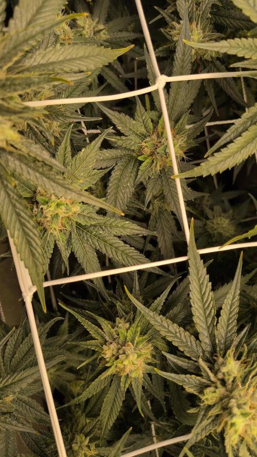 Jelly Weed and Fem Seeds - Making of. Week 9 - 2.6 F46