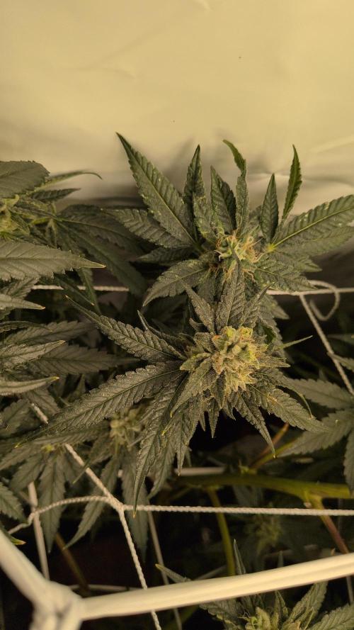 Jelly Weed and Fem Seeds - Making of. Week 9 - 2.6 F46