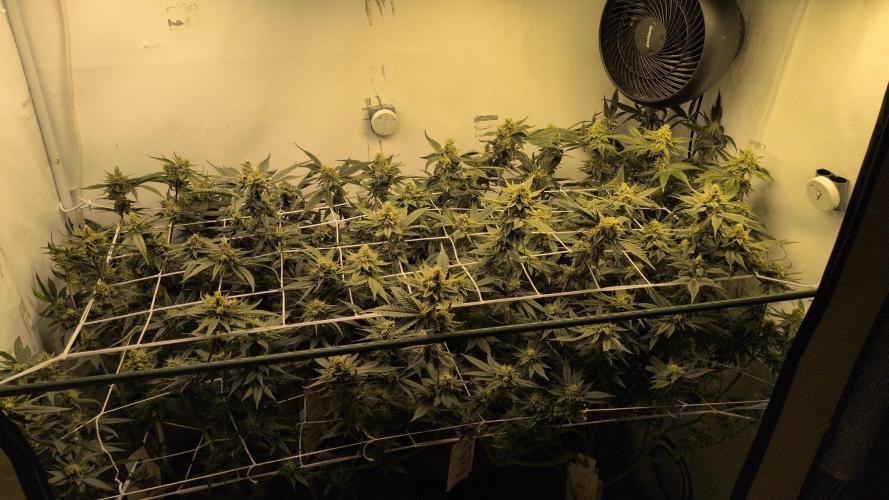 Jelly Weed and Fem Seeds - Making of. Week 9 - 2.6 F46