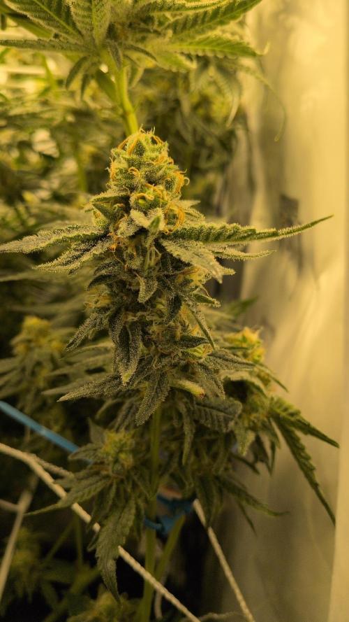 Jelly Weed and Fem Seeds - Making of. Week 9 - 4.6 F48 Pollinated nug