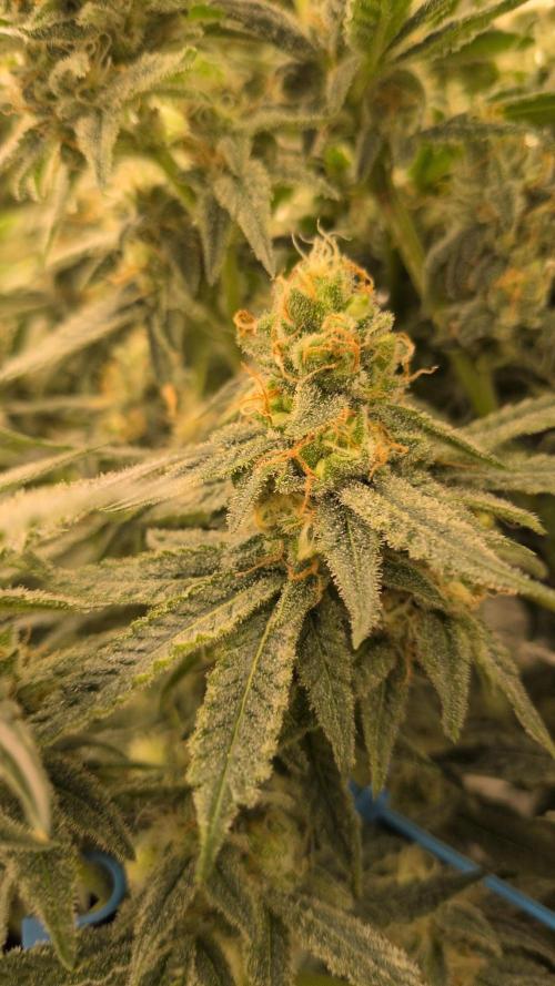 Jelly Weed and Fem Seeds - Making of. Week 9 - 4.6 F48 Pollinated nug