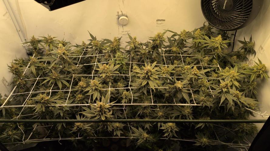 Jelly Weed and Fem Seeds - Making of. Week 10 - 9.6 F53