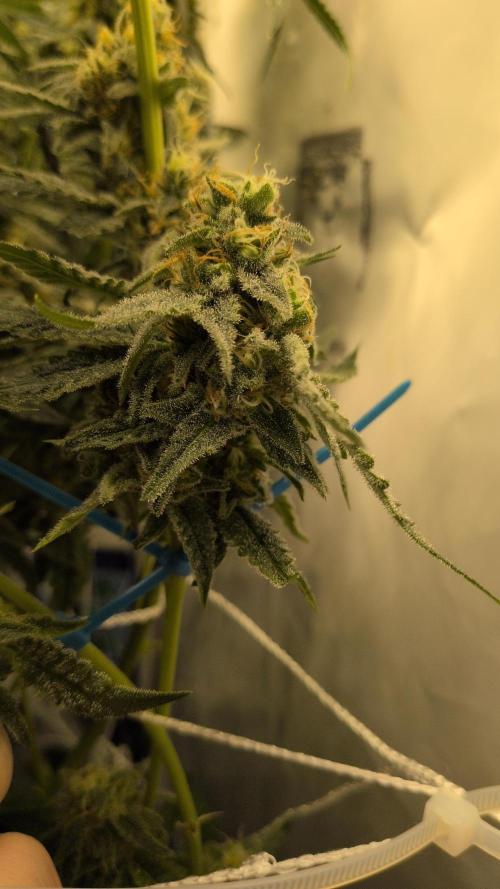 Jelly Weed and Fem Seeds - Making of. Week 10 - 9.6 F53 Pollinated nug