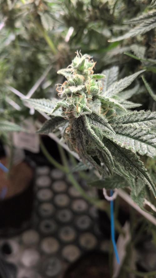 Jelly Weed and Fem Seeds - Making of. Week 10 - 9.6 F53 Pollinated nug