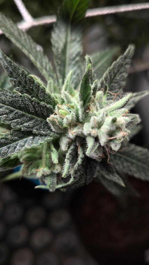 Jelly Weed and Fem Seeds - Making of. Week 10 - 9.6 F53