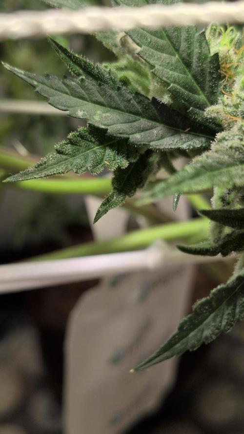 Jelly Weed and Fem Seeds - Making of. Week 10 - 9.6 F53