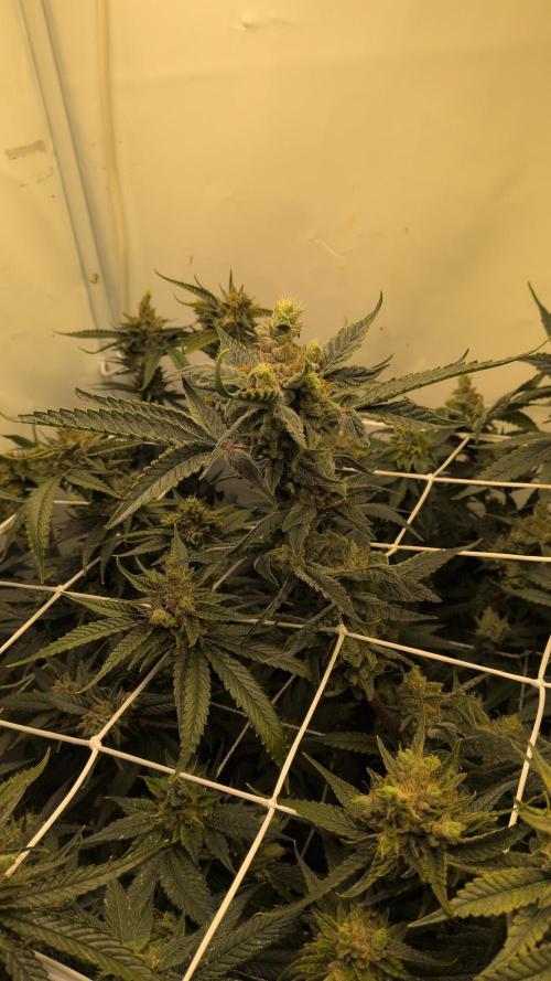 Jelly Weed and Fem Seeds - Making of. Week 10 - 9.6 F53