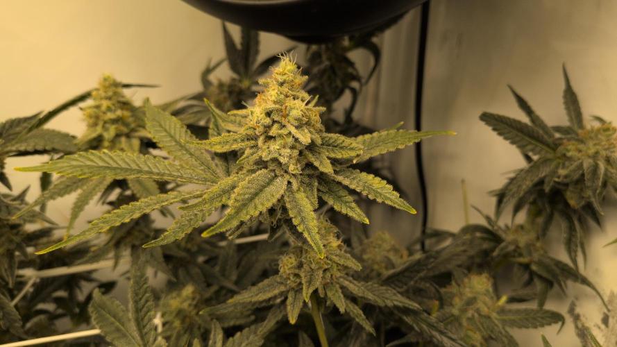 Jelly Weed and Fem Seeds - Making of. Week 10 - 9.6 F53