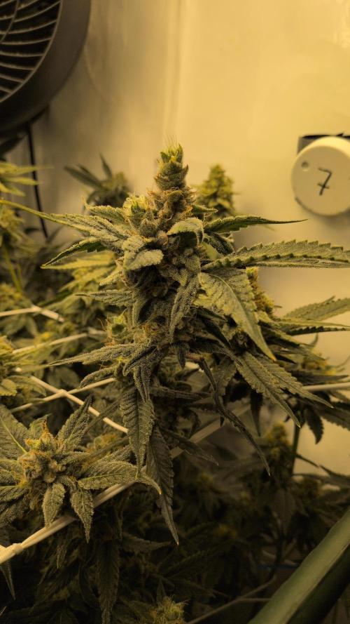 Jelly Weed and Fem Seeds - Making of. Week 10 - 9.6 F53