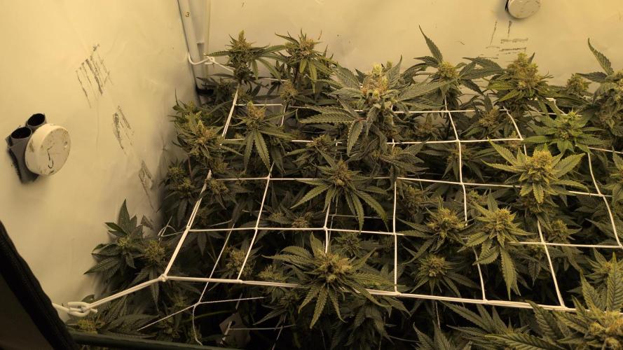 Jelly Weed and Fem Seeds - Making of. Week 10 - 9.6 F53