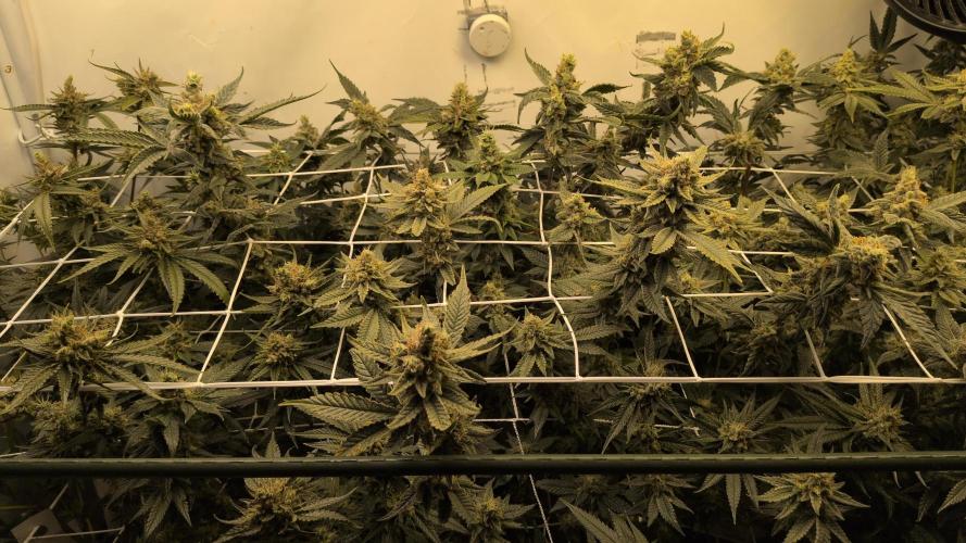 Jelly Weed and Fem Seeds - Making of. Week 10 - 9.6 F53