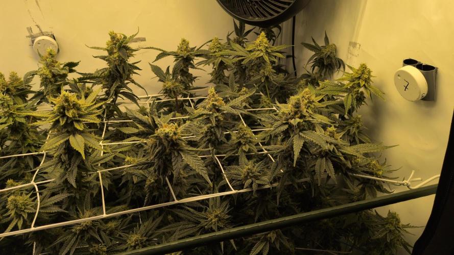 Jelly Weed and Fem Seeds - Making of. Week 10 - 9.6 F53