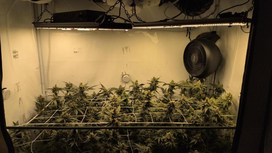 Jelly Weed and Fem Seeds - Making of. Week 10 - 9.6 F53