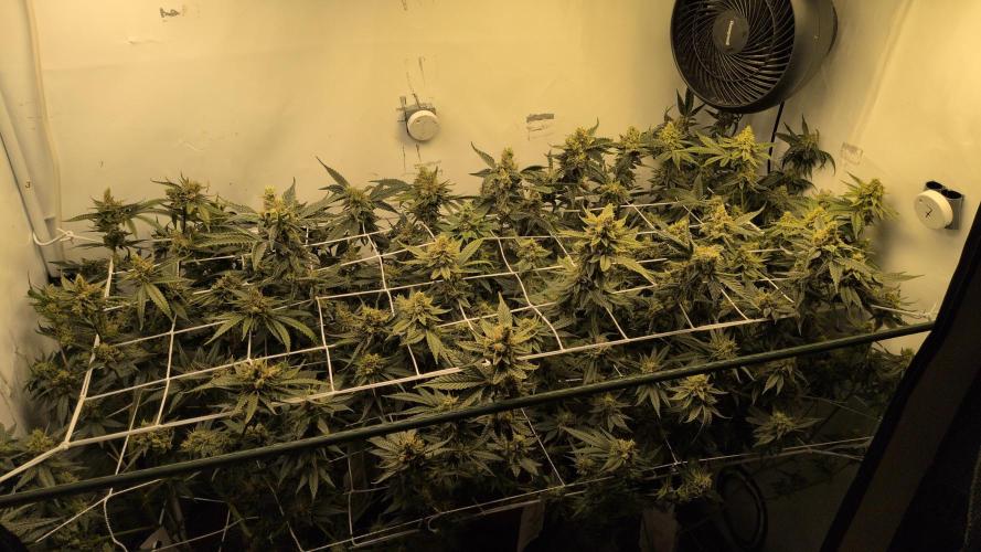 Jelly Weed and Fem Seeds - Making of. Week 10 - 9.6 F53