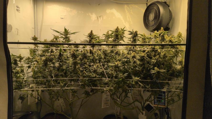 Jelly Weed and Fem Seeds - Making of. Week 10 - 9.6 F53