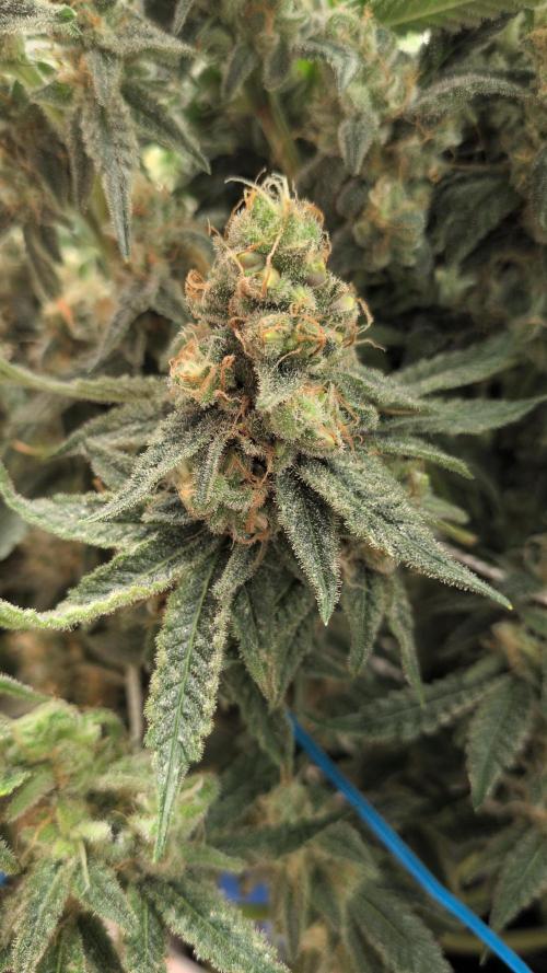 Jelly Weed and Fem Seeds - Making of. Week 11 - 16.6 F60