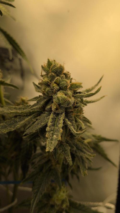 Jelly Weed and Fem Seeds - Making of. Week 11 - 16.6 F60