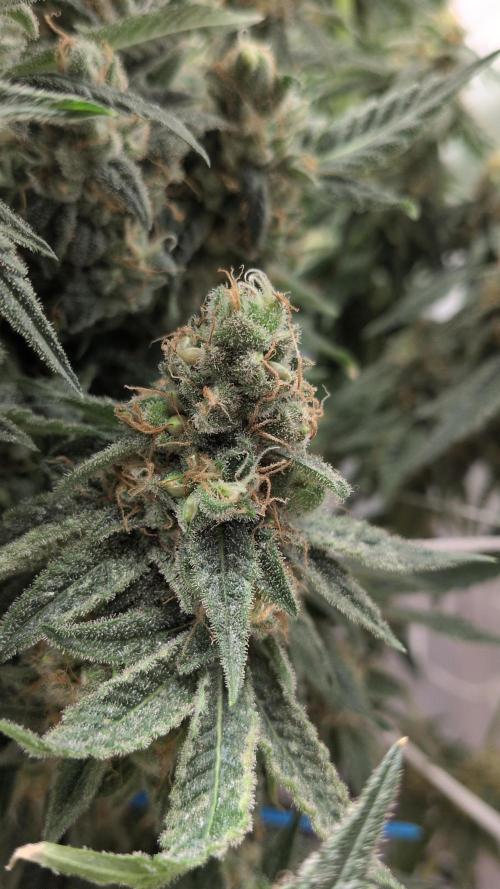 Jelly Weed and Fem Seeds - Making of. Week 11 - 16.6 F60