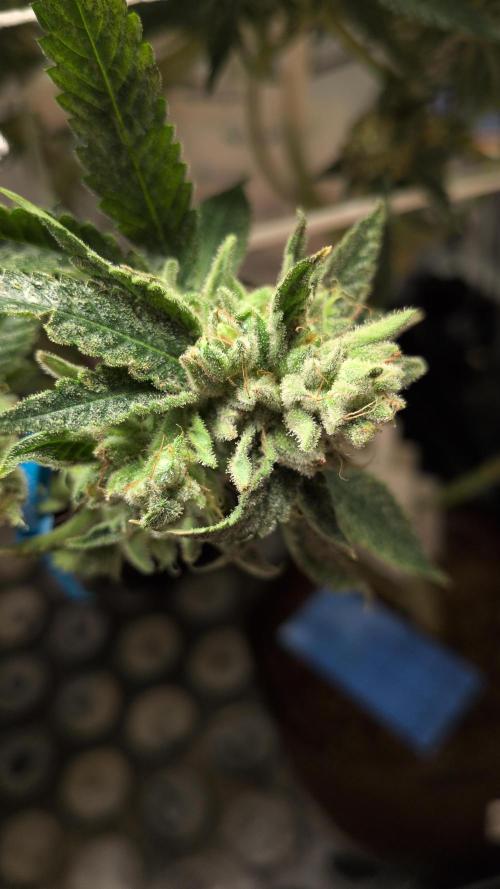 Jelly Weed and Fem Seeds - Making of. Week 11 - 16.6 F60