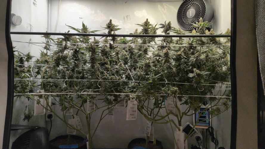 Jelly Weed and Fem Seeds - Making of. Week 11 - 16.6 F60