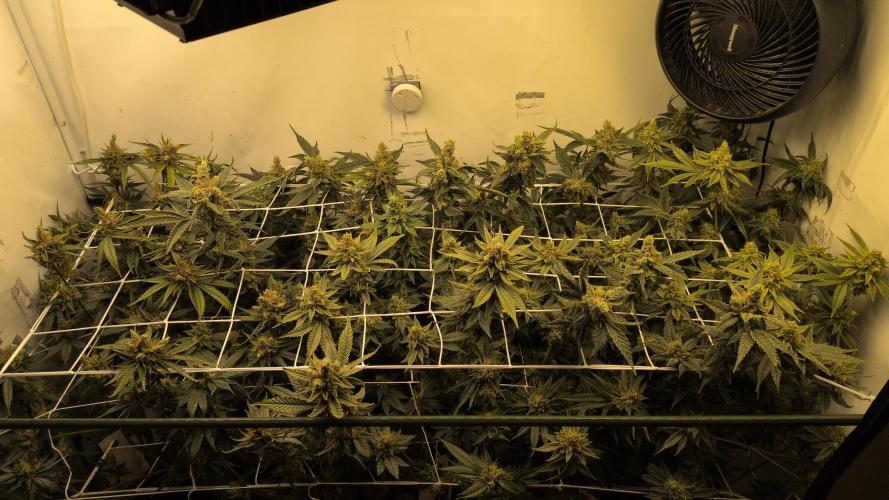 Jelly Weed and Fem Seeds - Making of. Week 11 - 16.6 F60