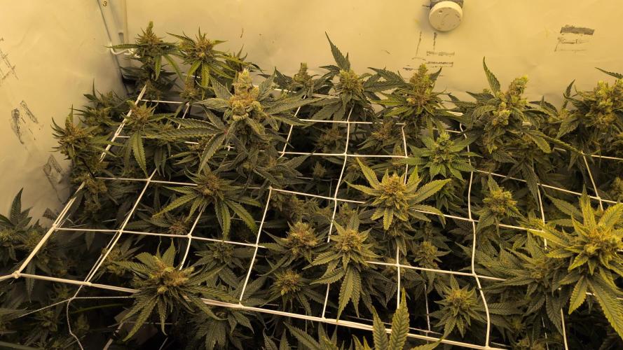 Jelly Weed and Fem Seeds - Making of. Week 11 - 16.6 F60