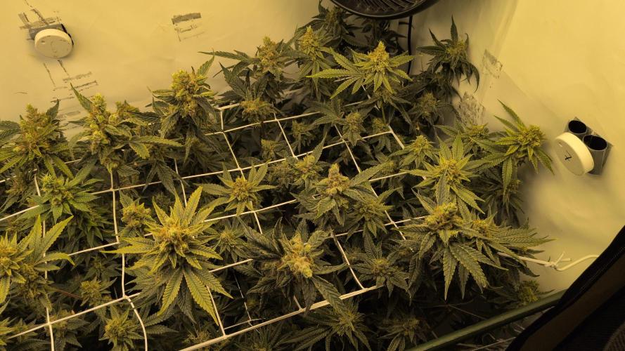 Jelly Weed and Fem Seeds - Making of. Week 11 - 16.6 F60