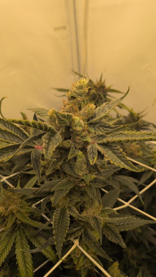 Jelly Weed and Fem Seeds - Making of. Week 11 - 16.6 F60