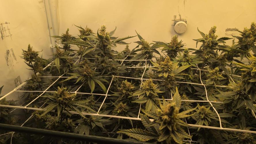 Jelly Weed and Fem Seeds - Making of. Week 11 - 16.6 F60