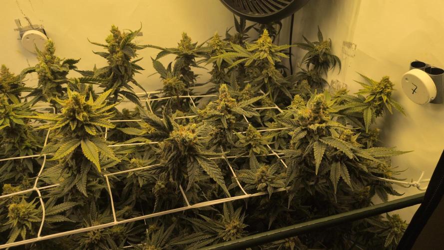 Jelly Weed and Fem Seeds - Making of. Week 11 - 16.6 F60