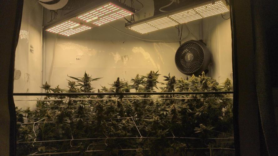 Jelly Weed and Fem Seeds - Making of. Week 11 - 16.6 F60
