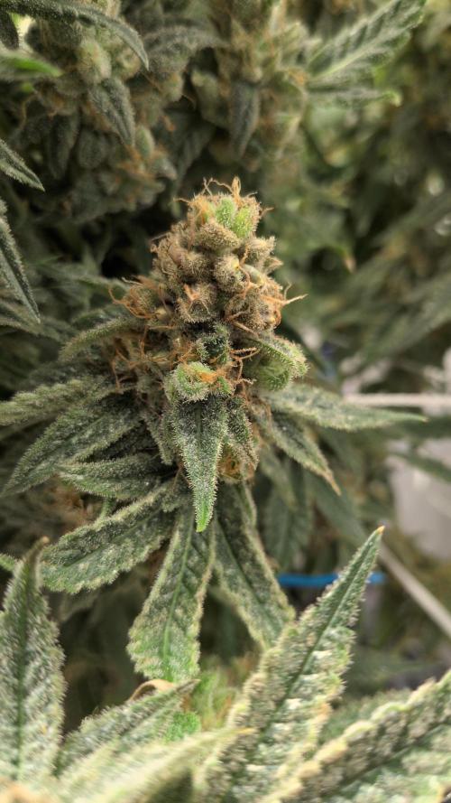 Jelly Weed and Fem Seeds - Making of. Week 12 - 22.6 - F66 Pollinated HJ #1 nug