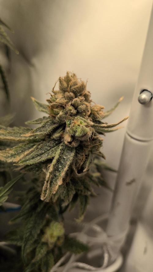Jelly Weed and Fem Seeds - Making of. Week 12 - 22.6 - F66 Pollinated HJ #1 nug