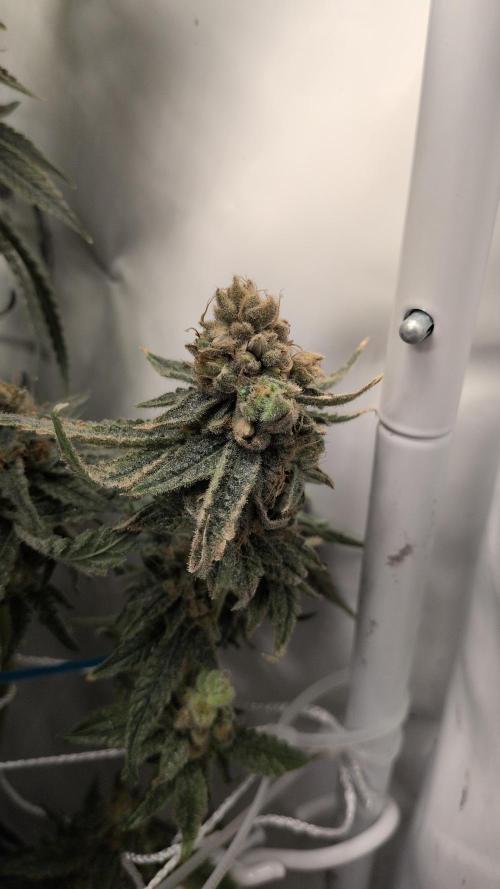 Jelly Weed and Fem Seeds - Making of. Week 12 - 22.6 - F66 Pollinated HJ #1 nug