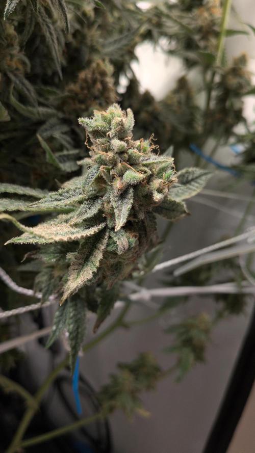 Jelly Weed and Fem Seeds - Making of. Week 12 - 22.6 - F66 Pollinated HJ #3 nug