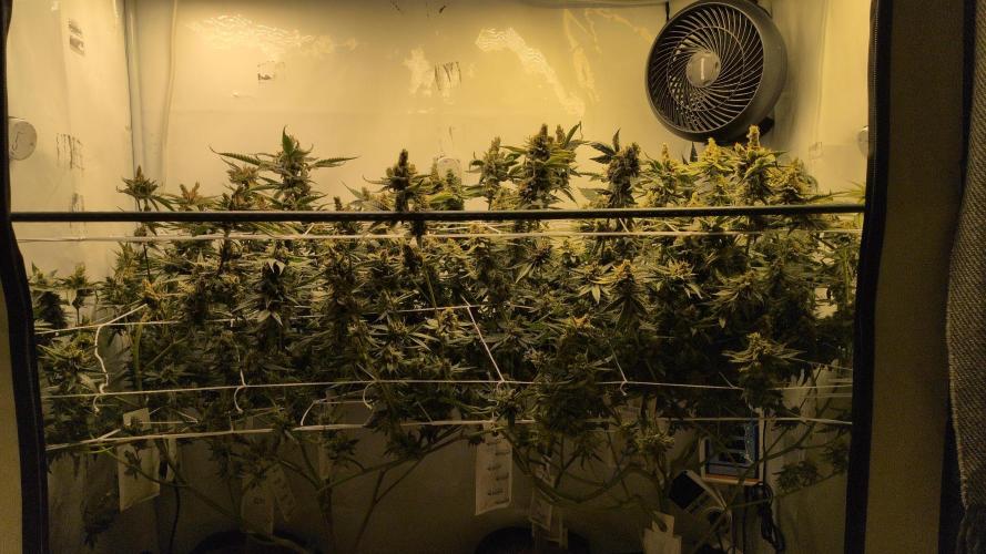 Jelly Weed and Fem Seeds - Making of. Week 12 - 22.6 - F66