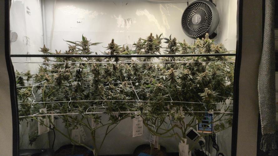 Jelly Weed and Fem Seeds - Making of. Week 12 - 22.6 - F66