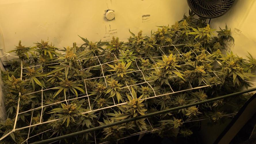 Jelly Weed and Fem Seeds - Making of. Week 12 - 22.6 - F66