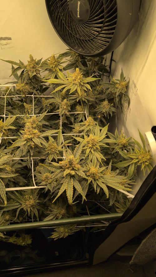 Jelly Weed and Fem Seeds - Making of. Week 12 - 22.6 - F66