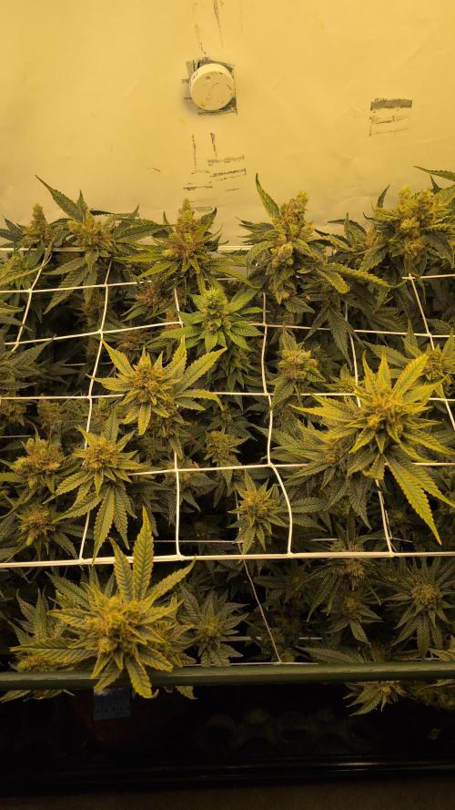 Jelly Weed and Fem Seeds - Making of. Week 12 - 22.6 - F66