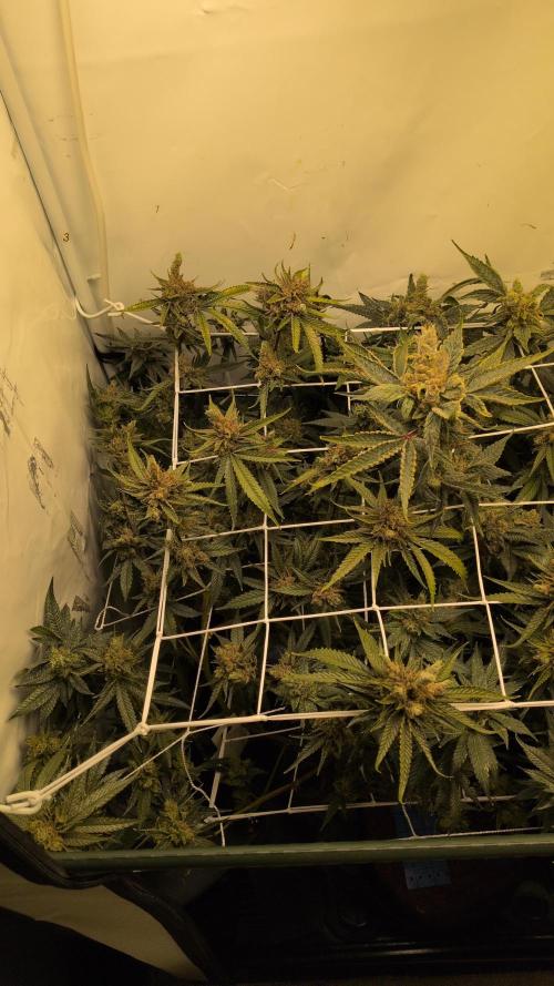 Jelly Weed and Fem Seeds - Making of. Week 12 - 22.6 - F66