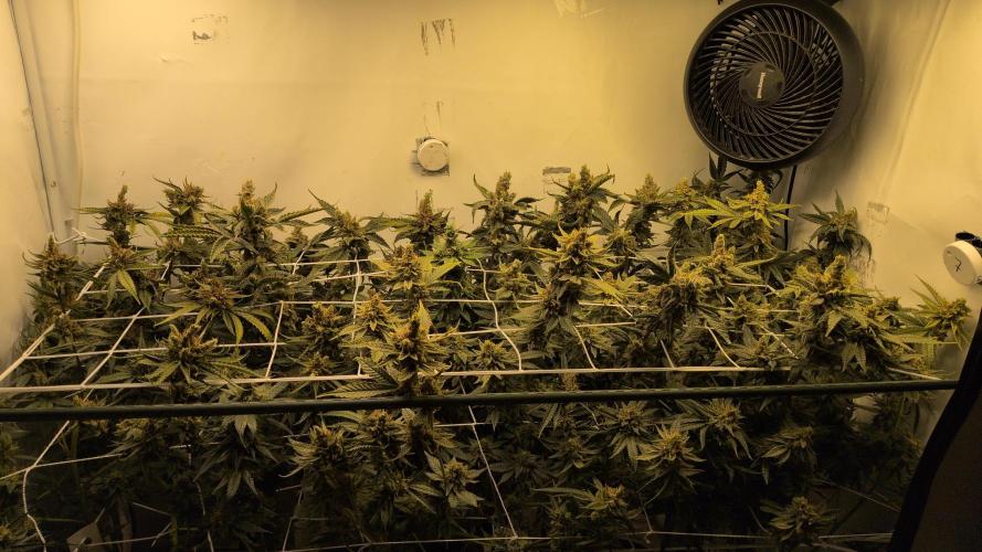 Jelly Weed and Fem Seeds - Making of. Week 12 - 22.6 - F66